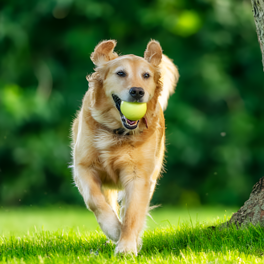 Why Pet Toys Are Essential